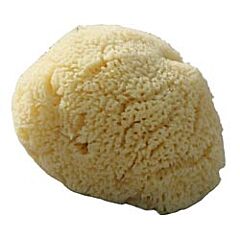 Org Baby Sea Sponge (1large)