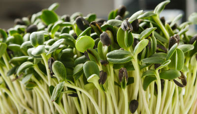 Sprouts & Micro Herbs